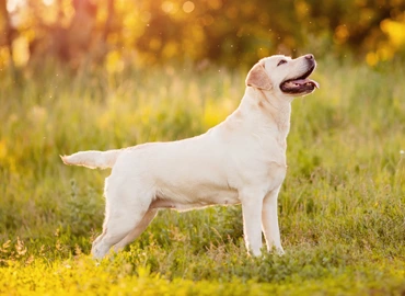 Le labrador