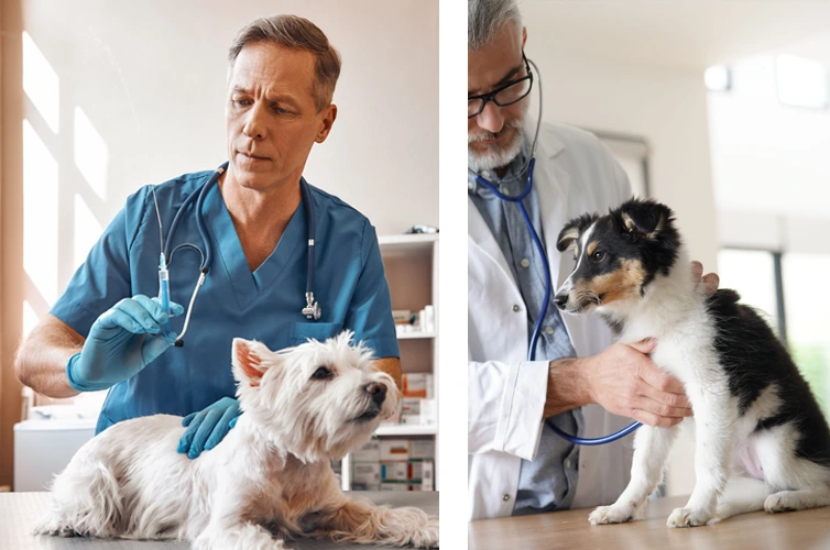 Santé & vaccination canine