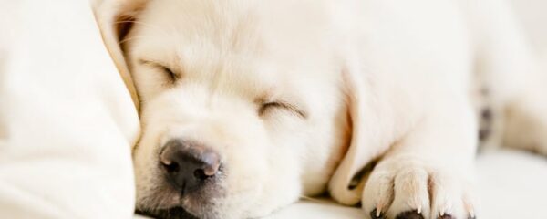 calmer un chien