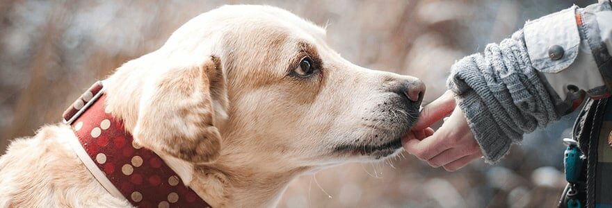 probiotiques pour chien