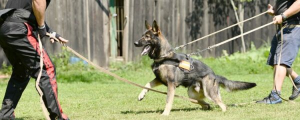 éducateur canin