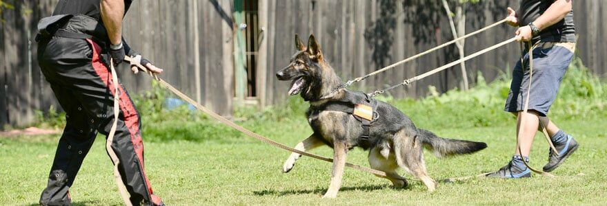 éducateur canin