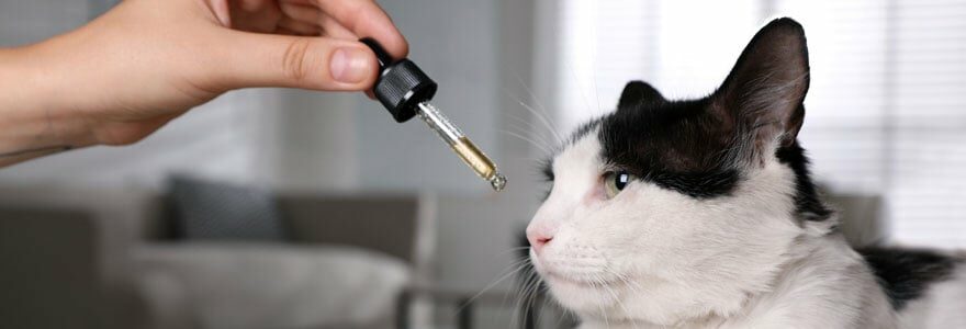 CBD pour les animaux